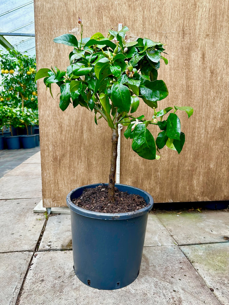 Four Seasons 80-85cm Short Standard