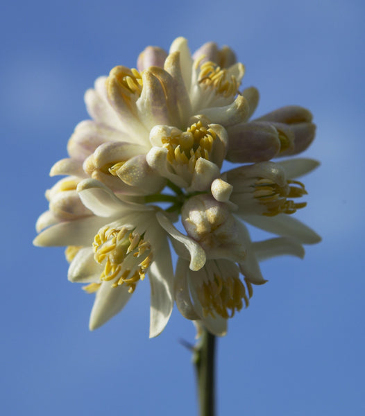 A bunch of Lemonade Flowers