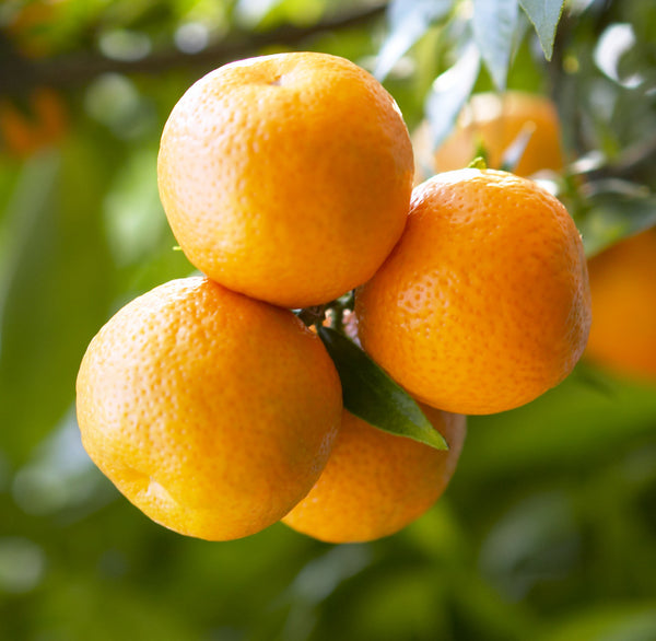 Chinotto Fruit