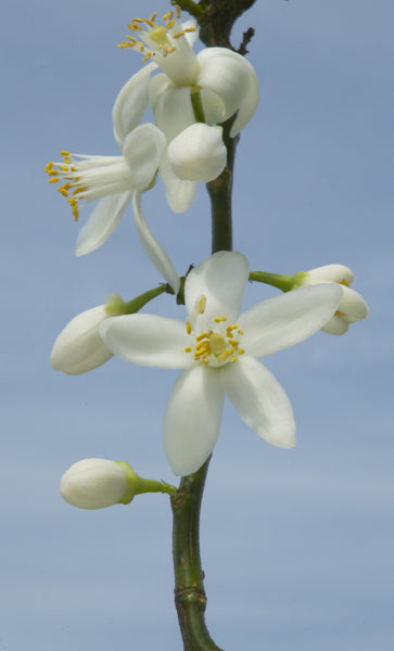 Seville Orange Flowers