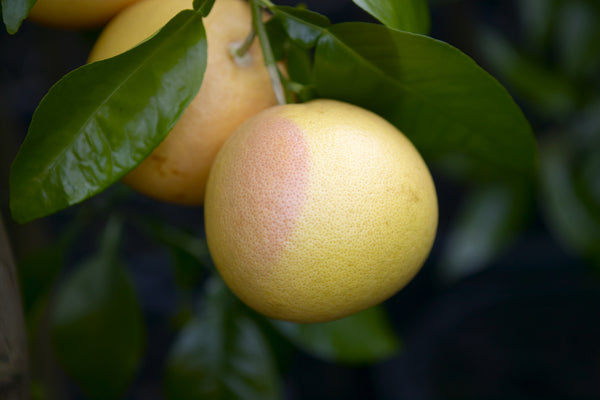 Star Ruby Pink Grapefruit Fruit