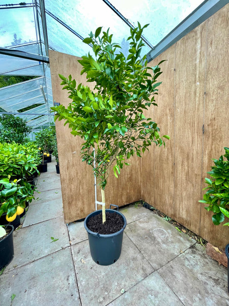 Tachibana Orange Tree 175cm