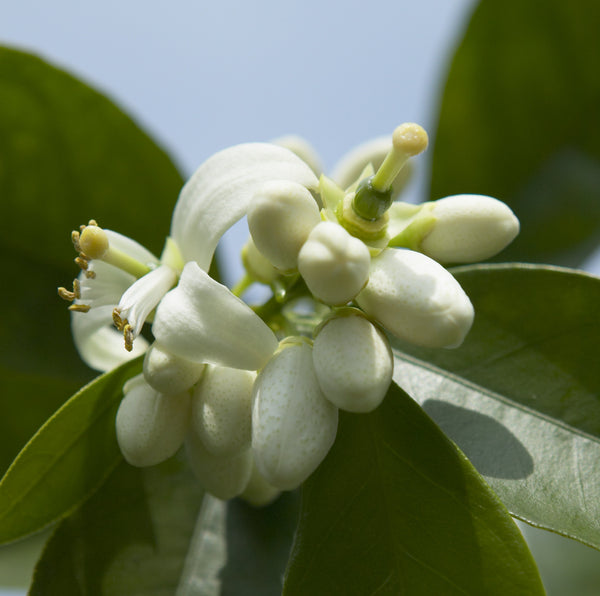 Valencia Late Orange Flowers