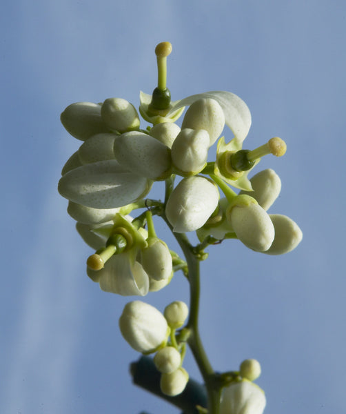 Valencia Late Orange Flowers