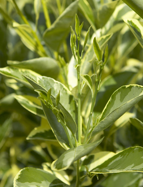 Variegated Calamondin Leaves