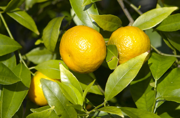 Willowleaf Mandarin Fruit On Tree