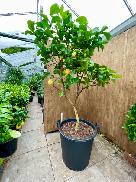 Amalfi Lemon 190cm Plant