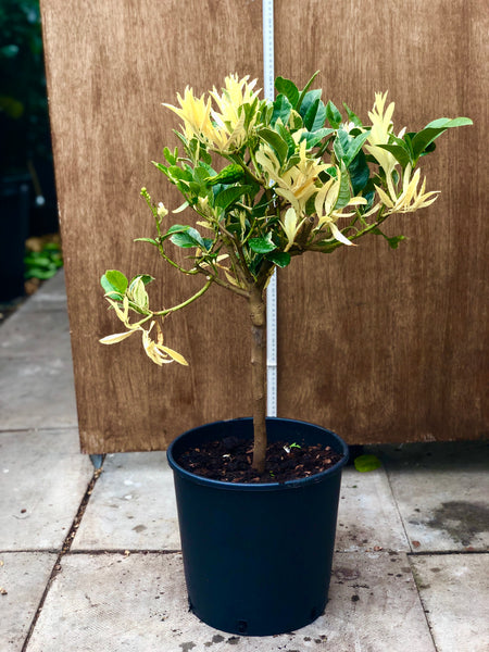 Buddha's Hand Citron Variegated 75-80cm Plant