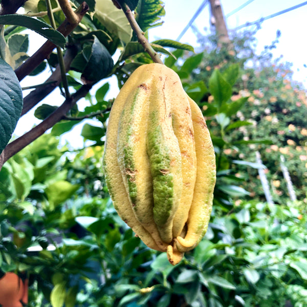 Buddha's Hand Citron VARIEGATED