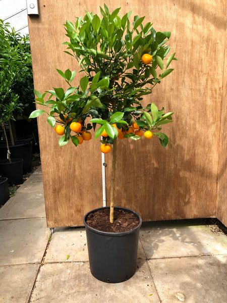 Calamondin or Calamansi 110cm standard
