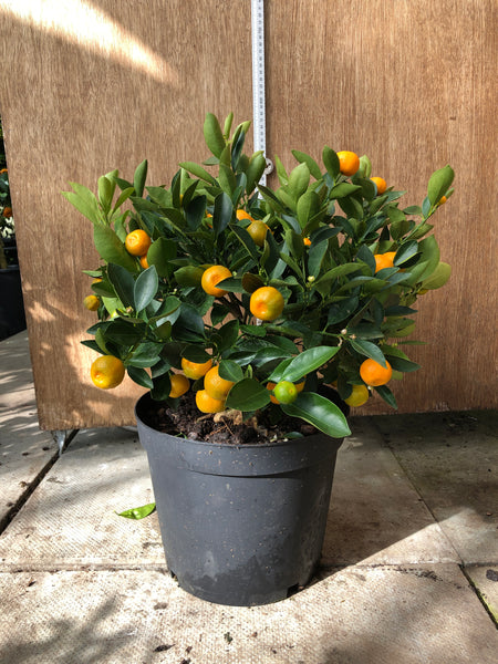 Calamondin Orange 40-50cm Bush