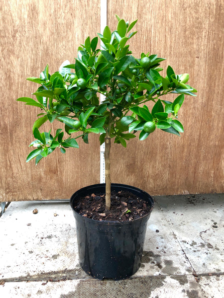 Calamondin Orange 50-60cm Shot Standard