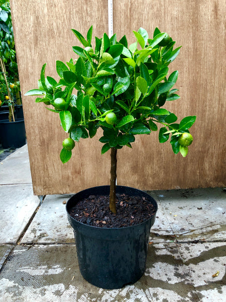 Calamondin Orange 70cm Short Standard