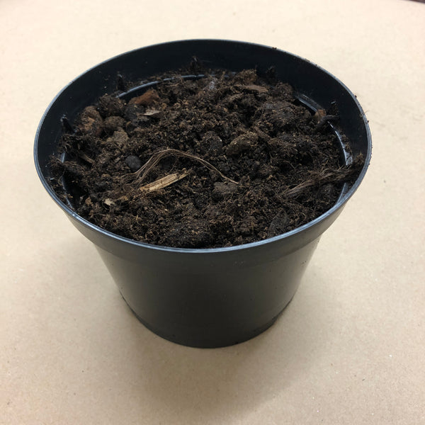1 Litre Pot and Compost