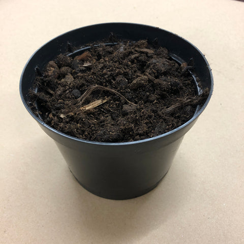1 Litre Pot and Compost