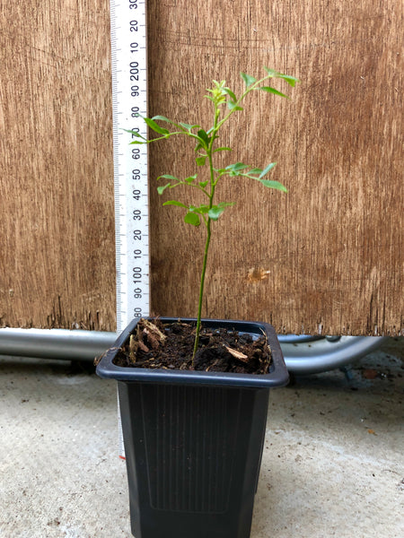 curry leaf plant 10cms