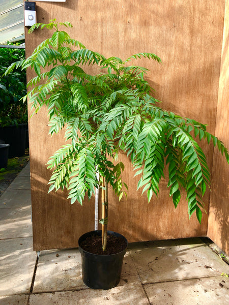 Large Specimen Curry Leaf Plant 130cm