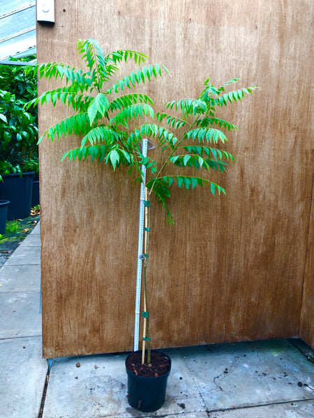 Specimen Curry Leaf Plant 120 cm