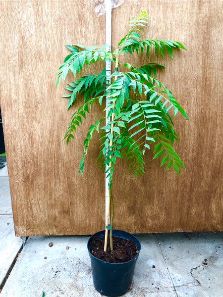80cm from ground Curry Plant