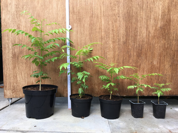 8-40cm group of Curry Leaf Plants