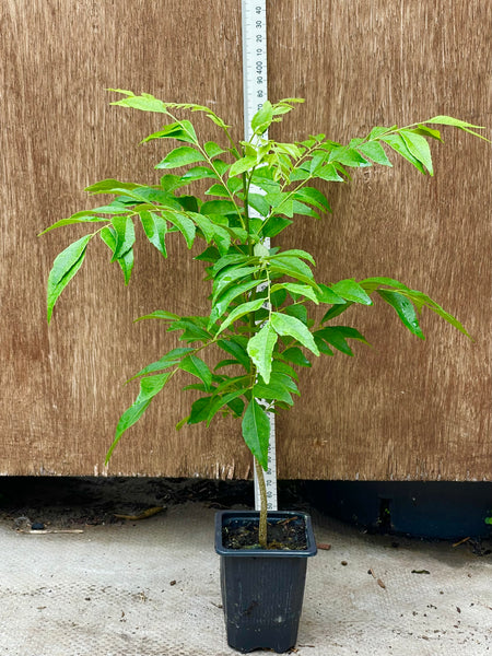 Curry 27-30cm