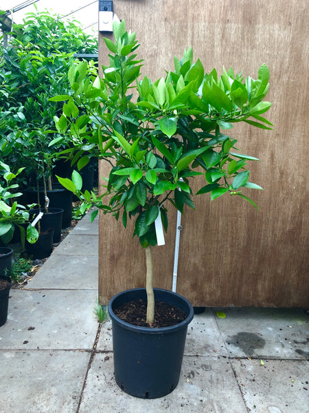 Encore Mandarin 120cm tree