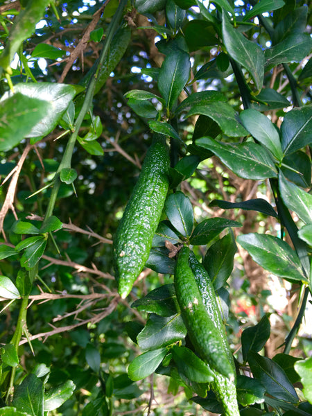 Australian Fingerlime Fruits