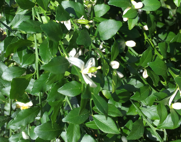 Australian Fingerlime Flower