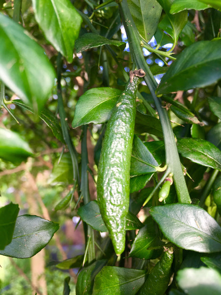 Australian Fingerlime Fruit