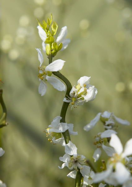 Poncirus trifoliata "Flying Dragon" branch in flower