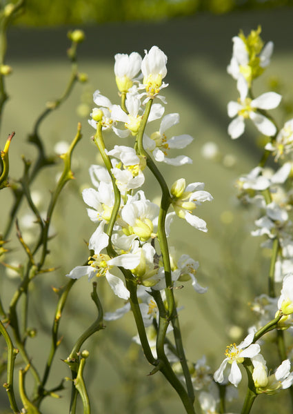 Poncirus trifoliata "Flying Dragon" branches in flower