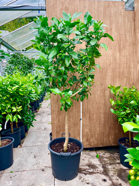 Four Seasons Lemon Standard 160cm