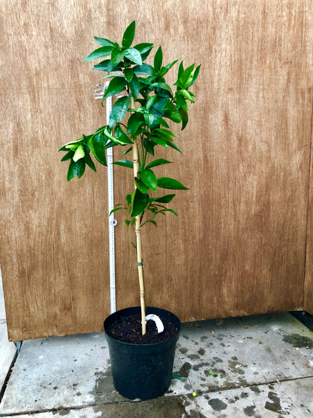 Fremont tree Mandarin 105-110cm