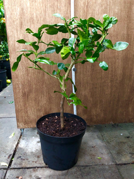 Kaffir Lime 75cm short standard