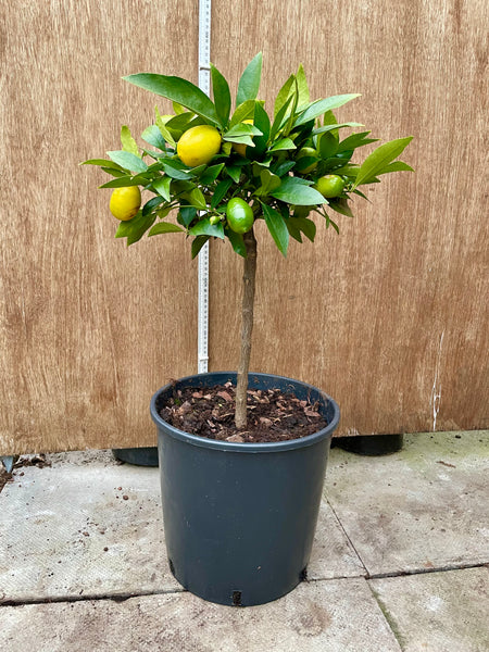 Lakeland Limequat 65cm Short Standard