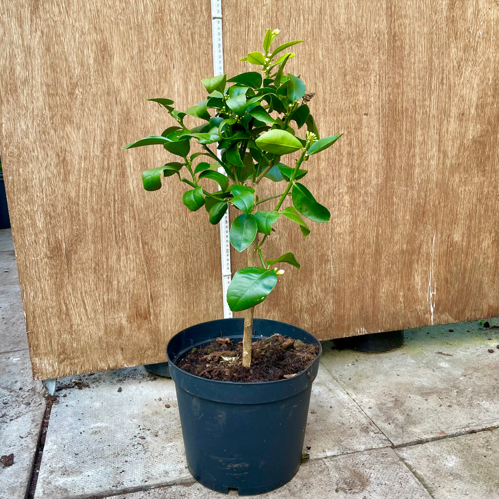 Meyer's Lemon 60-65cm Short Standard