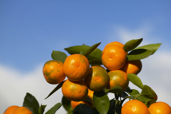 Miyagawa Satsuma Fruit at colourbreak