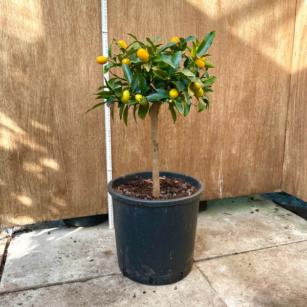 Nagami Kumquat 70cm Short Standard