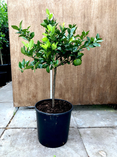 Pursha or Romana Lime 70-80cm short standard