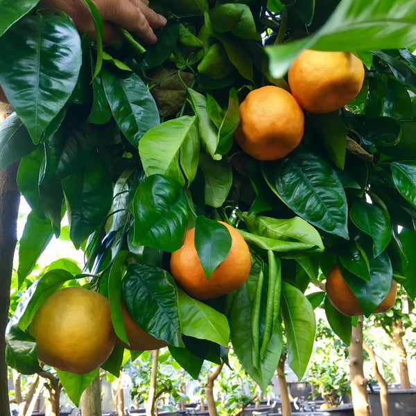 Seminole fruit hanging on the tree ready to eat