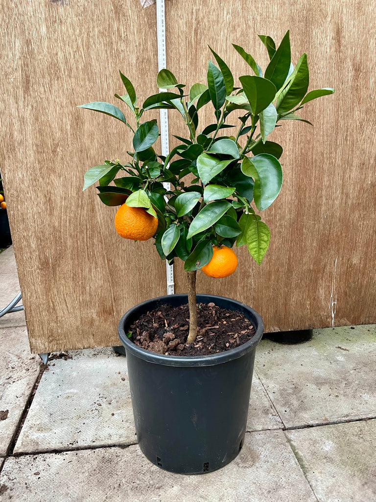 Seville Orange 70cm short standard