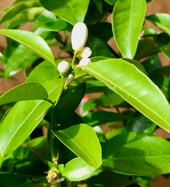 Sudachi Flower Buds