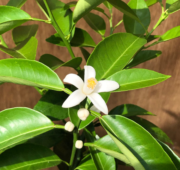 Sudachi Flowers
