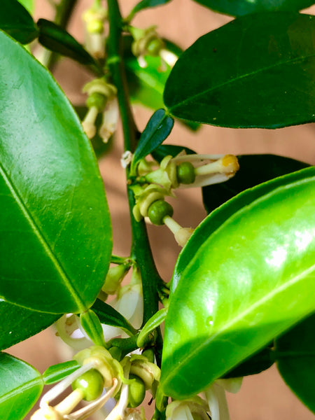 Sudachi Flowers