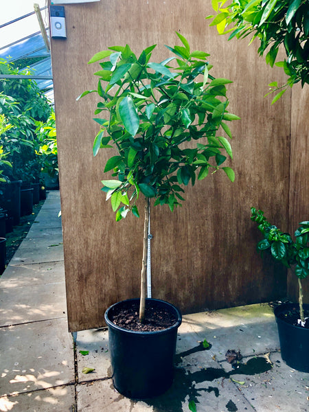 Tahiti Lime 120-130cm Standard