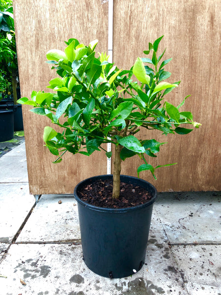 Tahiti Lime 70-75cm