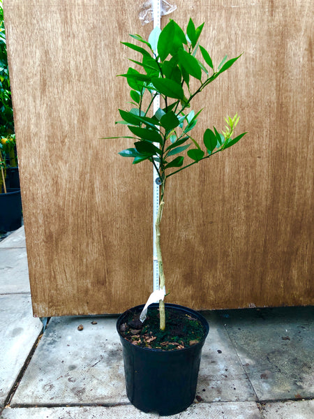 Ugli Tangelo 80-90cm plant