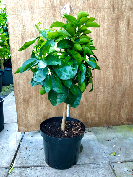 Valencia Orange 80cm Short standard