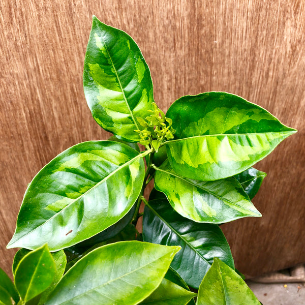 Variegated Maltaise Sanguine Leaves