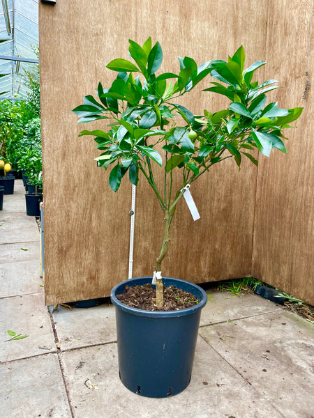 Venasca Segentrange 105cm Plant